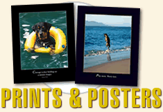 Prints and Posters
